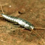 Search Where Silverfish Live Hiding Heaven