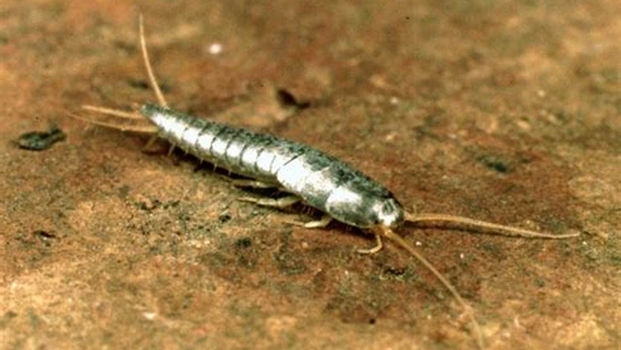 Guide to Search Where Silverfish Live Hiding Heaven