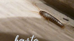 Who to Call to Get Rid of Silverfish