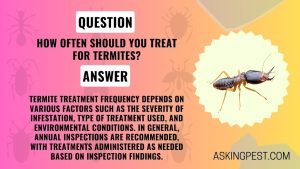 How Often Should You Treat for Termites? The Ultimate Guide