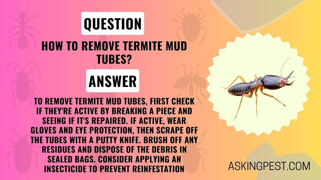 How to Remove Termite Mud Tubes? A Comprehensive Guide for Pest Control!