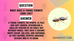 Unveiling the Appearance of Young Termites: A Comprehensive Guide for Pest Control