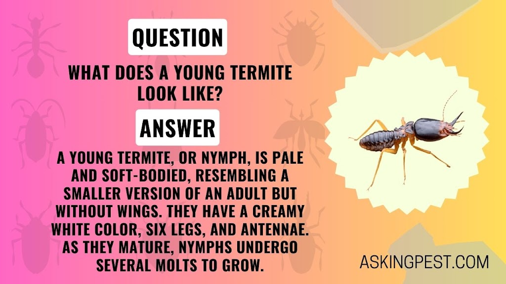 Unveiling the Appearance of Young Termites?