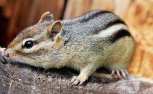 Humane Ways to Evict Backyard Rodents