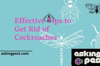 Effective Tips to Get Rid of Cockroaches