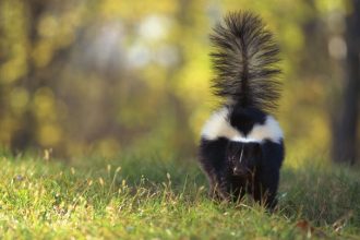 Safe and Easy Ways to Get Rid of Skunks