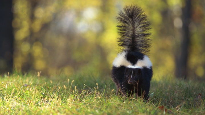 Safe and Easy Ways to Get Rid of Skunks