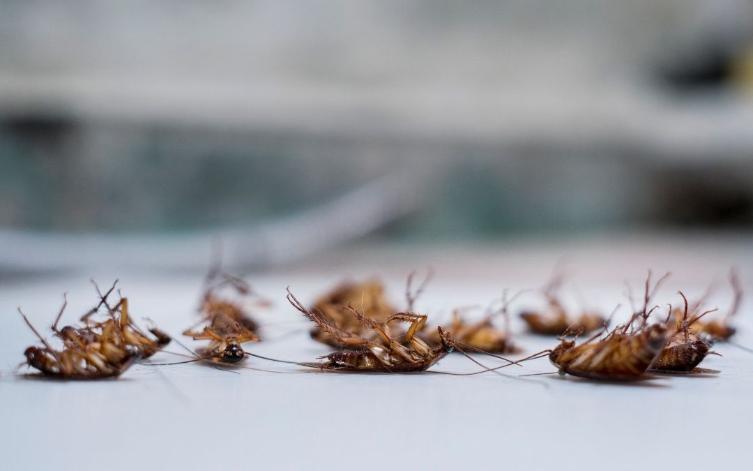 The Bed Bug Battle: How Long Do These Pests Live After Spraying?