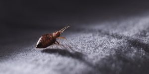 How to Kill Bed Bugs on Your Sofa