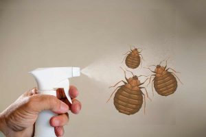 What Spray Kills Bed Bugs and Their Eggs