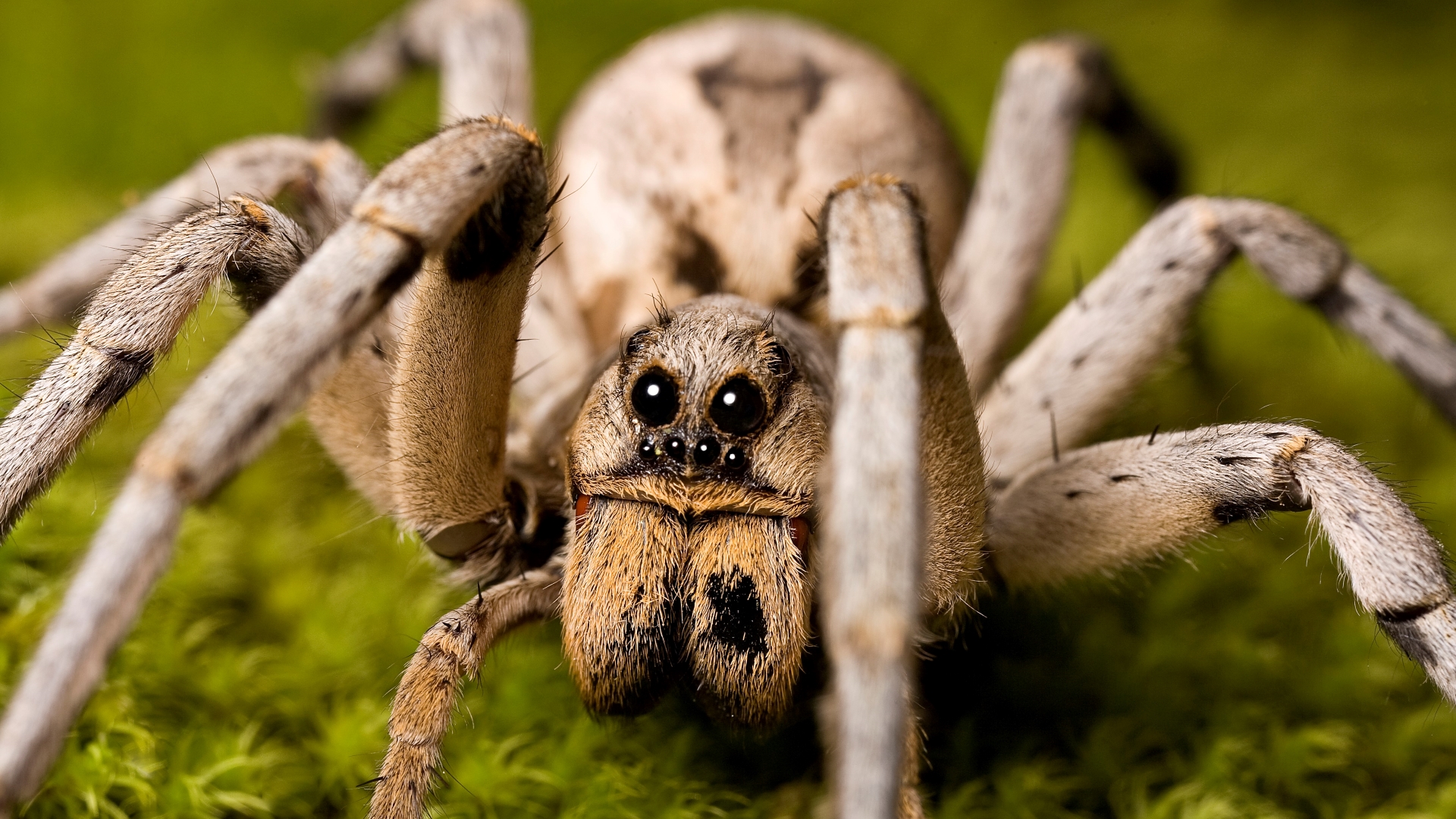 Nature’s Pest Control: Wolf Spiders Hunting Brown Recluse?