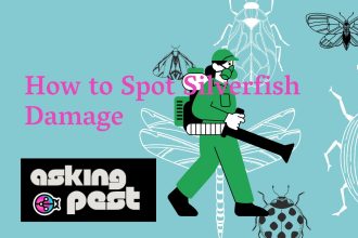 How to Spot Silverfish Damage