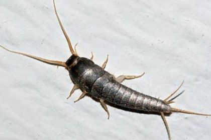 Should You Be Scared of Silverfish?