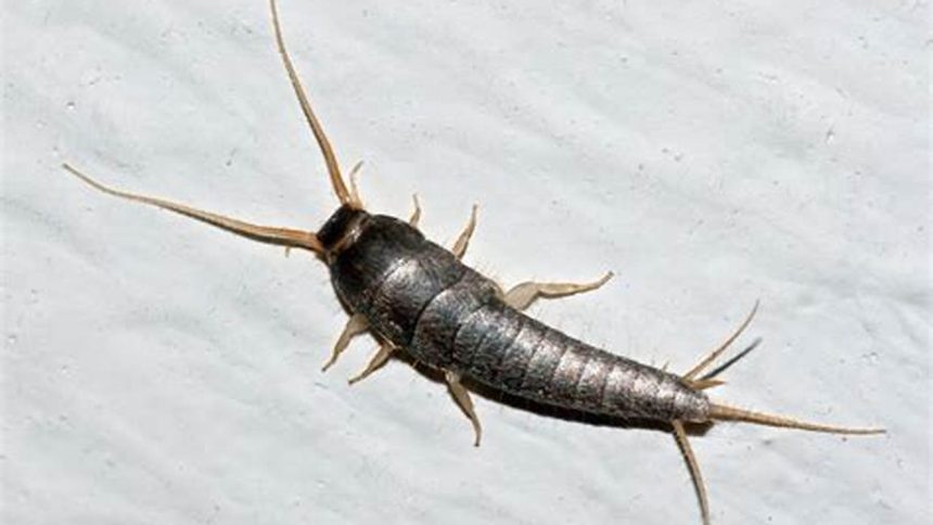 Should You Be Scared of Silverfish?